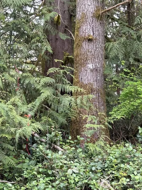 0 W Lot 15 W Shore Dr, Lake Cavanaugh, WA 98274