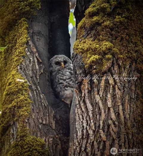 225 Nka Dietz Dr, Quilcene, WA 98376