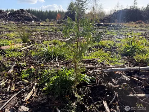 Other - 565 Meier Rd, Winlock, WA 98596 photo 6 of 7