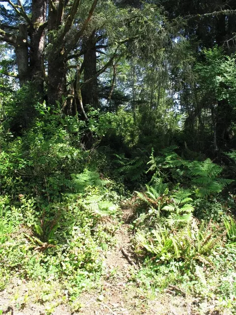 38385 Stackpole Rd, Oysterville, WA 98641 photo 5