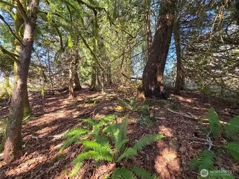 0 Cedar Pl, Brinnon, WA 98320 photo 8