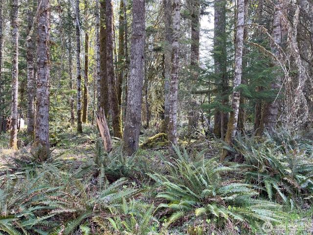 56919 384th Avenue Ct E, Ashford, WA 98304