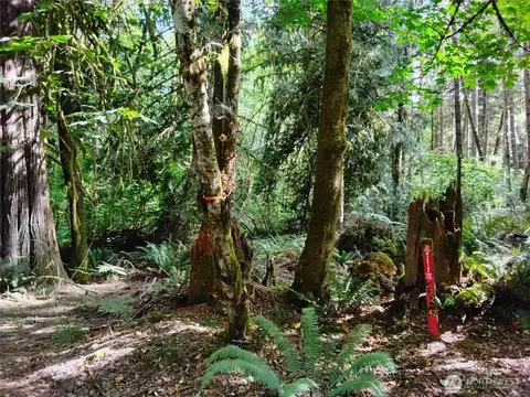 0 E Frontier Rd, Grapeview, WA 98546 photo 26