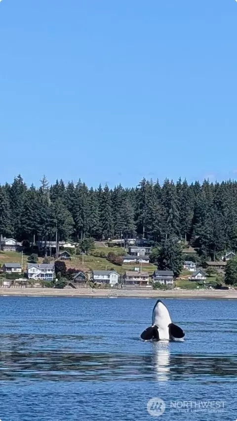 View/Area - 561 E Rauschert Rd, Grapeview, WA 98546 photo 7 of 7
