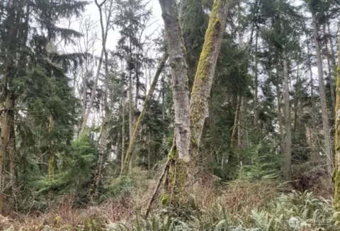 0 Nnn Evenstar Ln, Greenbank, WA 98253