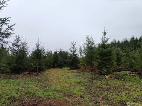 196 Allman Rd, Winlock, WA 98596 photo 12