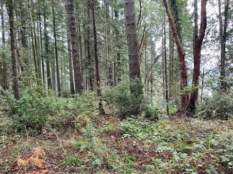0 Elk St, Shelton, WA 98584