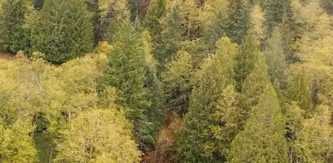 0 Nn Manley Moore Rd E, Carbonado, WA 98323