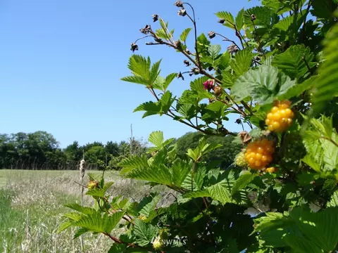 1352 Three Crabs Rd, Sequim, WA 98382 photo 14
