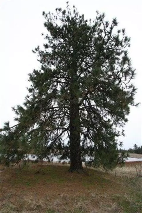 15026 S Stentz Rd, Spangle, WA 99031 photo 8