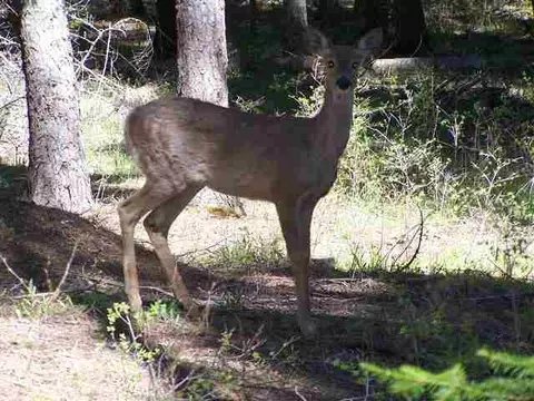 1201 Graham Rd, Cusick, WA 99119 photo 13