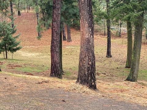 3710 W Woolard Rd, Colbert, WA 99005 photo 19