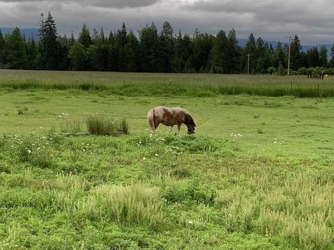 502 Bond Rd, Cusick, WA 99119 photo 10