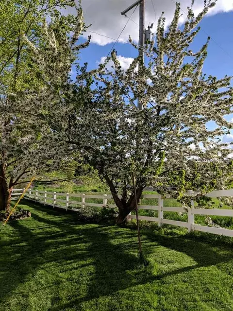 5111 E Spangle-waverly Rd, Spangle, WA 99031 photo 24