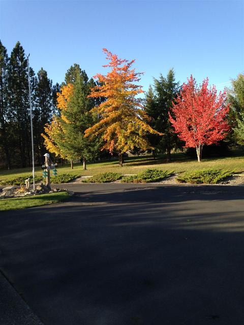 19100 N Division Rd, Colbert, WA 99005 photo 50