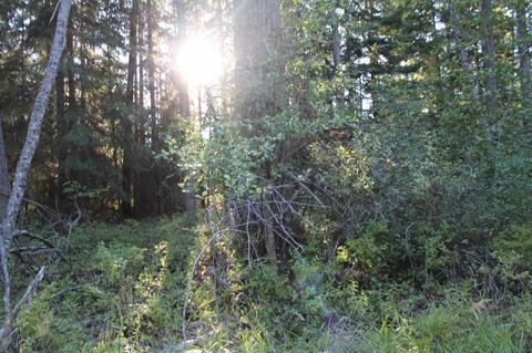 166 N Shadows Dr, Cusick, WA 99119 photo 6