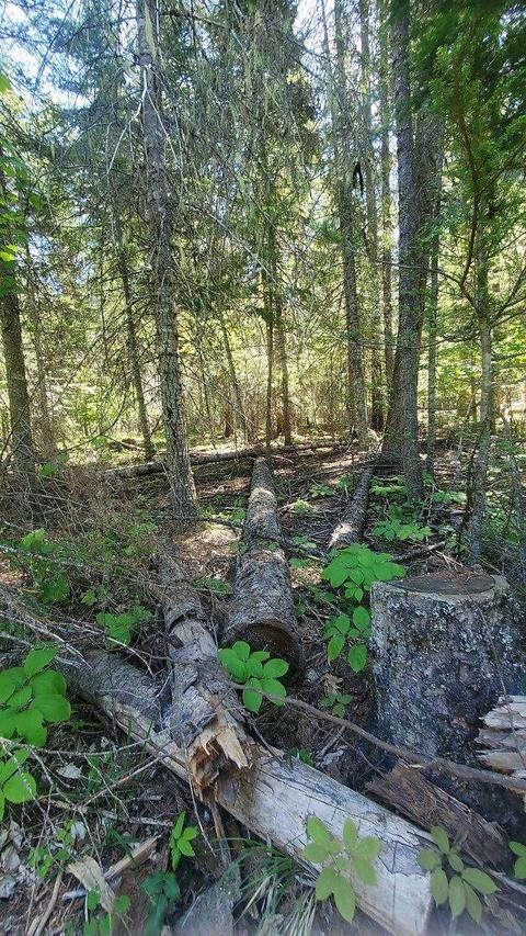 tbd Leclerc Rd, Cusick, WA 99119 photo 17