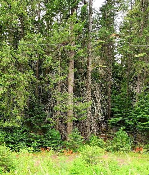 tbd Leclerc Rd, Cusick, WA 99119 photo 8