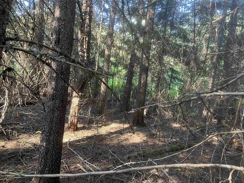 392 Osprey Dr, Cusick, WA 99119 photo 5