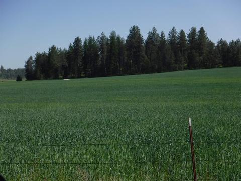 Lot B Staley Rd, Deer Park, WA 99006