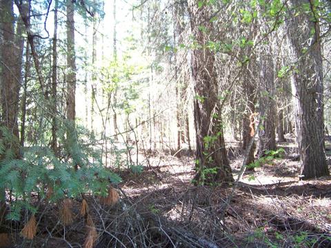 L1 Riverbend Loop, Cusick, WA 99119 photo 4