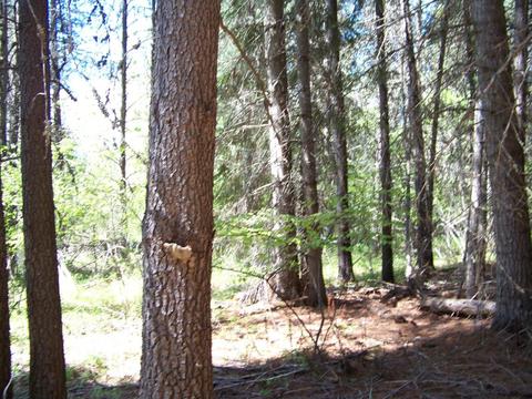 L1 Riverbend Loop, Cusick, WA 99119 photo 3