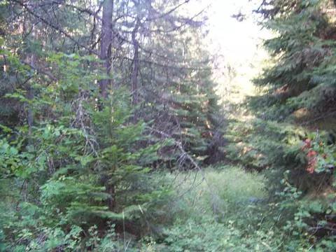 51 N Pine Dr, Cusick, WA 99119 photo 10