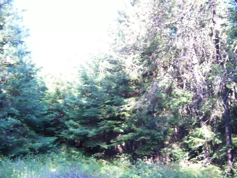 51 N Pine Dr, Cusick, WA 99119 photo 15