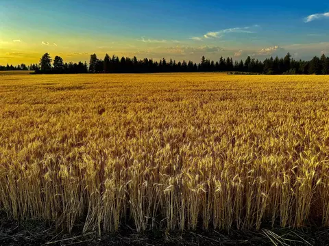 0 E Orchard Bluff Rd Lot A Rd, Chattaroy, WA 99003