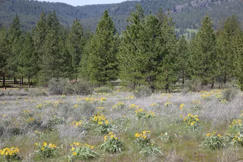 tbd Spring Creek Rd, Reardan, WA 99029