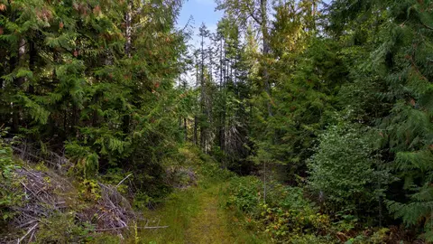 4450 Buck Creek Rd, Loon Lake, WA 99148