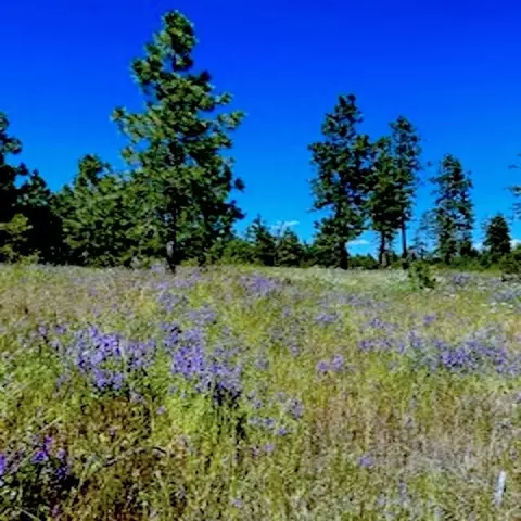 lot A Kronos Short Platpine Hen Ln, Davenport, WA 99122