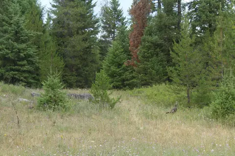 1 Nn Tennant Rd, Newport, WA 99156