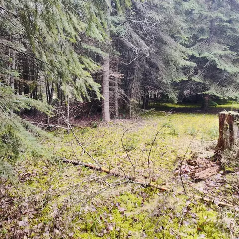 1101 Larch Ln, Cusick, WA 99119 photo 3