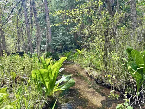 251 Sicley Rd, Cusick, WA 99119 photo 33