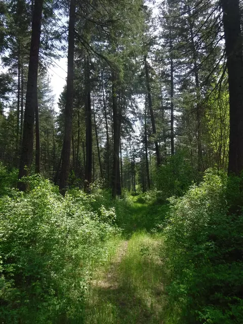 Nn Woolard Rd, Colbert, WA 99005 photo 18