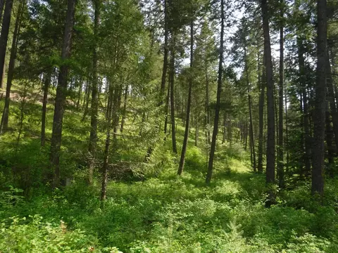 Nn Woolard Rd, Colbert, WA 99005 photo 17