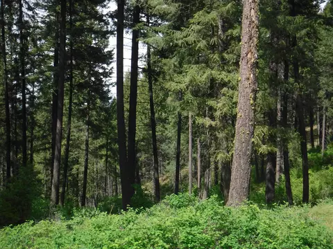 Nn Woolard Rd, Colbert, WA 99005 photo 14