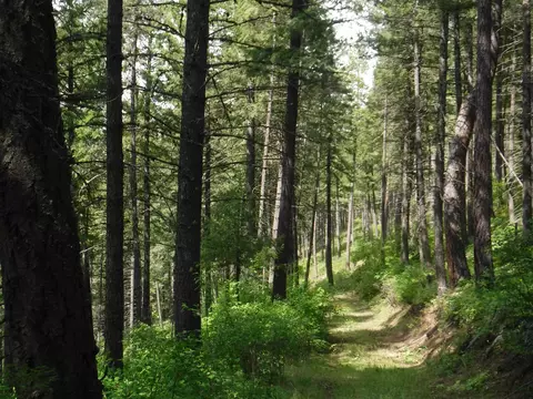 Nn Woolard Rd, Colbert, WA 99005 photo 16