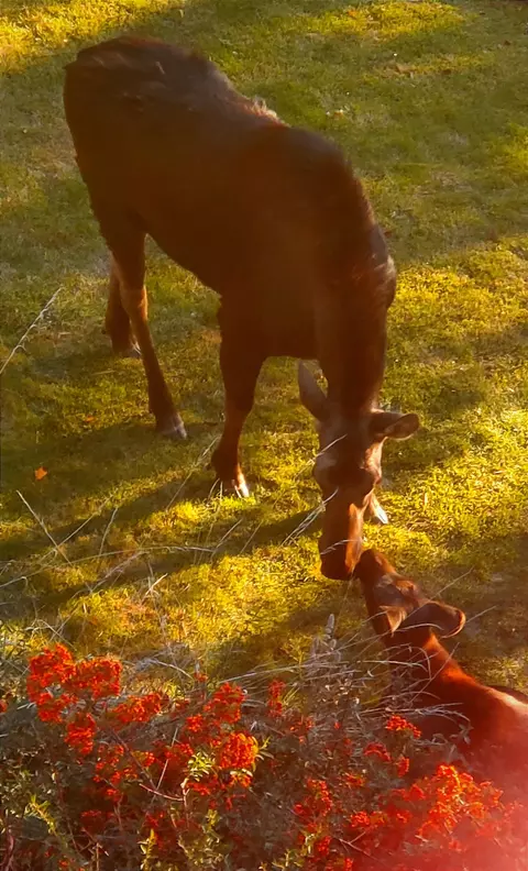Other - 23214 N Perry Rd, Colbert, WA 99005 photo 15 of 17