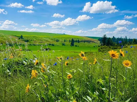 40 Acres 11900 Hays Rd #LOT A - PARCEL 9030, Spangle, WA 99031 photo 5