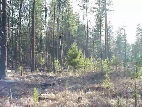 23016 N Crescent Rd, Colbert, WA 99005 photo 3