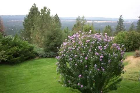 10123 N Comanche, Spokane, WA 99208 photo 8