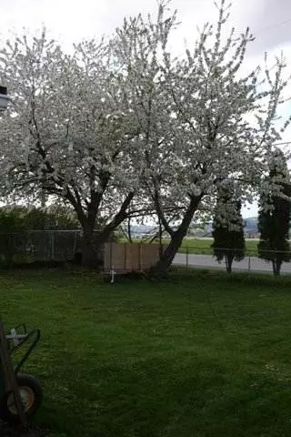 19909 E Maxwell, Greenacres, WA 99016 photo 8