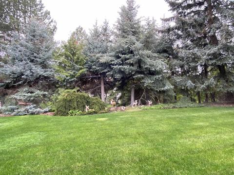 1105 SE Kamiaken St, Pullman, WA 99163 photo 43