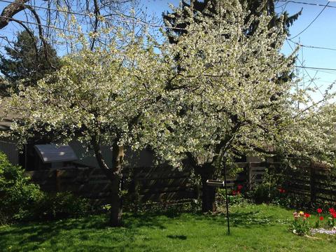 536 NW Sunset Dr, Pullman, WA 99163 photo 49