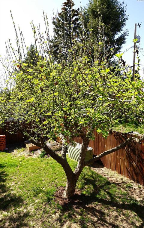 2005 Yates St, Pullman, WA 99163 photo 33