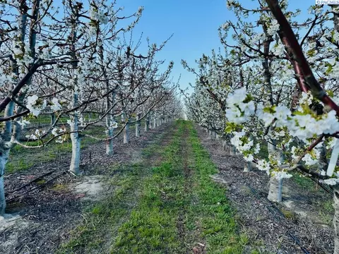 tbd E Terril, Kennewick, WA