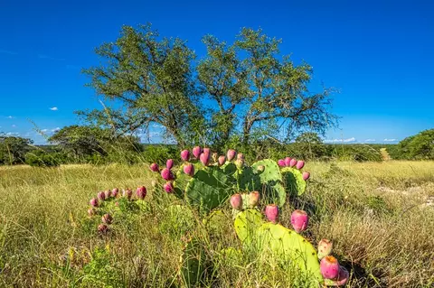 461 Taurus Ln, Harper, TX 76849 photo 13