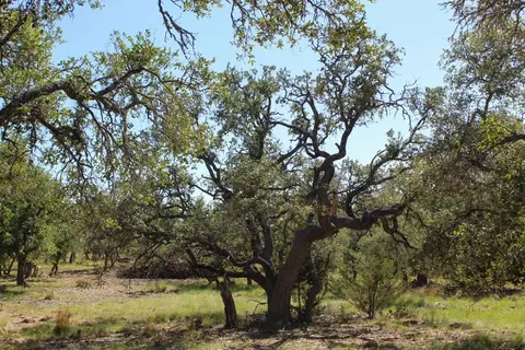 202 Apache Trce, Harper, TX 78631 photo 2